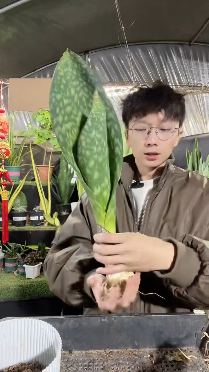 翡翠宝镜裸根40厘米起23.8