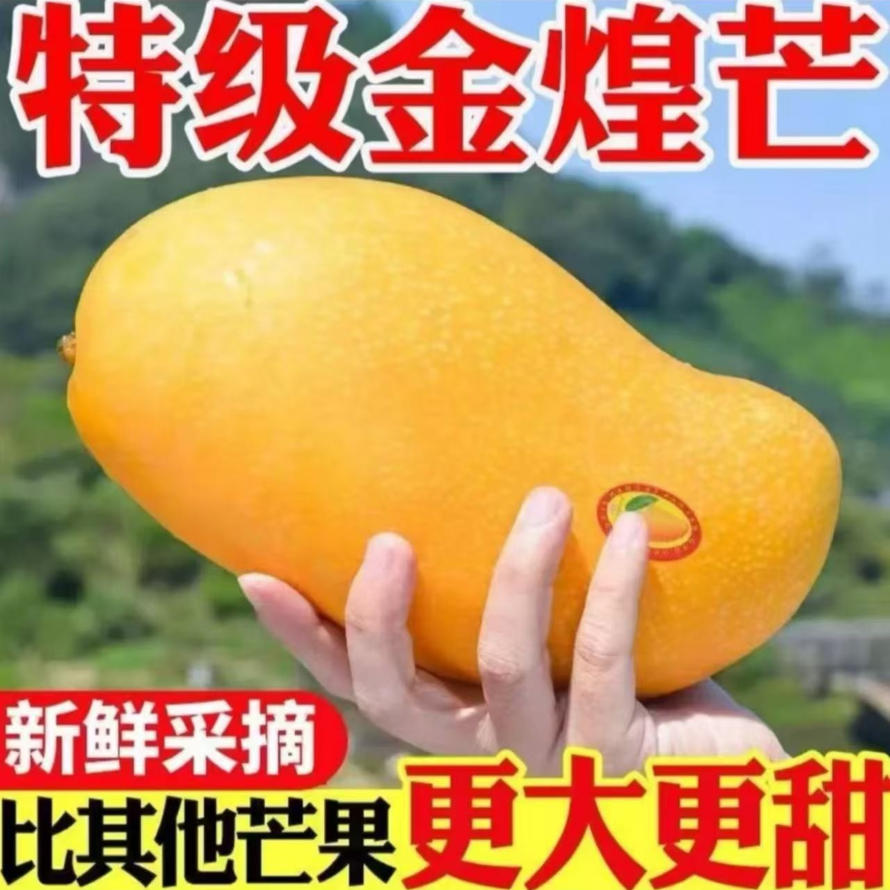 金煌芒当季新鲜水果带箱品质青皮芒香甜多汁皮薄肉厚(放软食用）