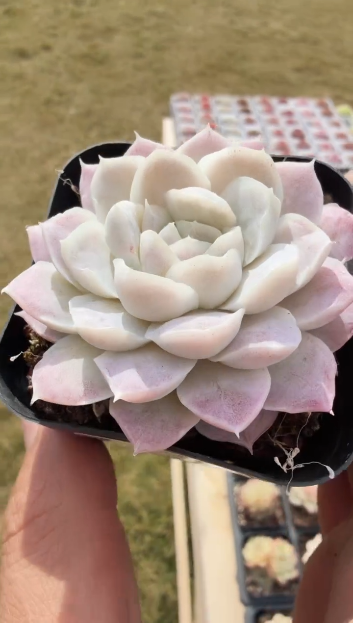 东云多肉园新款-35