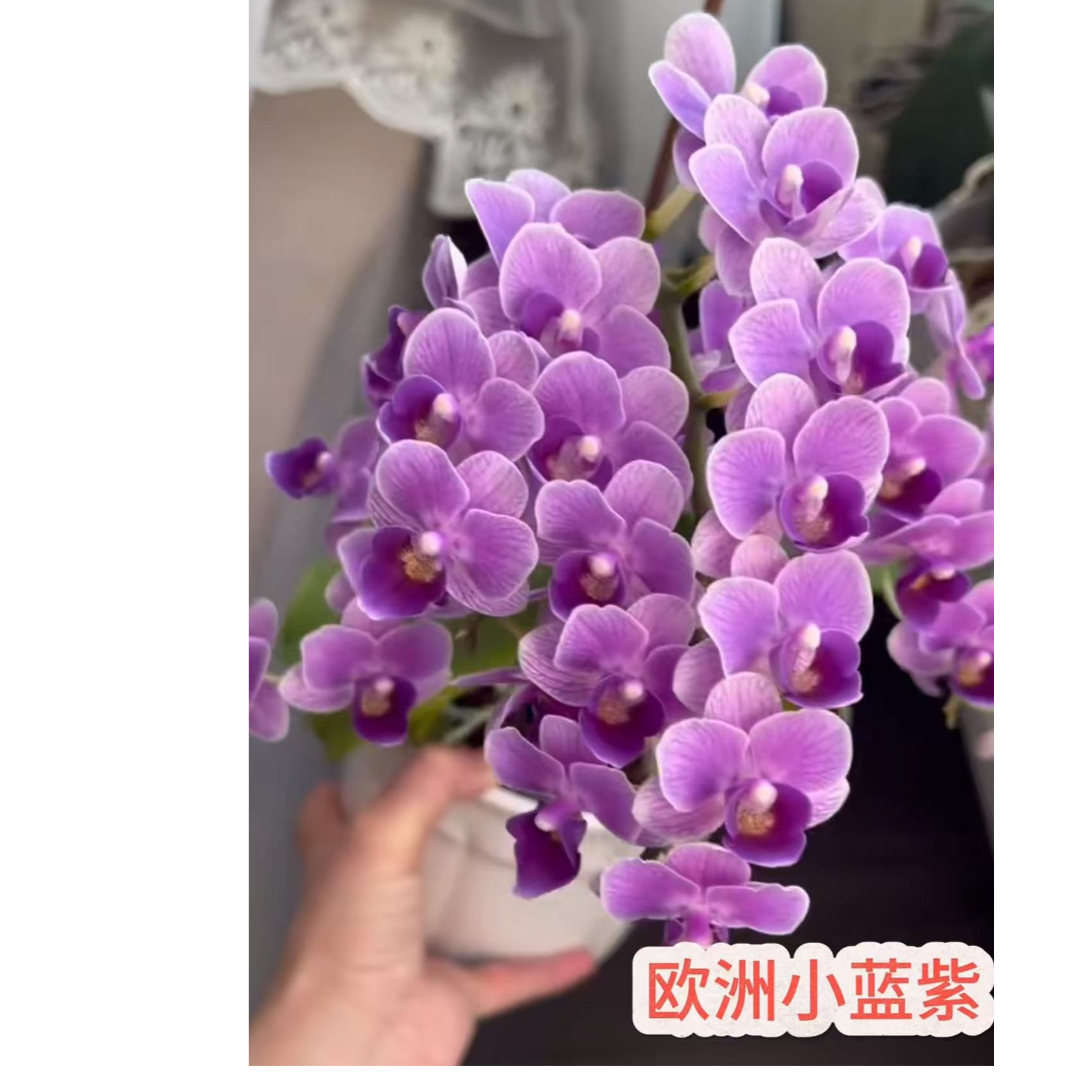 贵族稀少品种2个花剑  【欧洲小兰】蝴蝶兰 花期7个月左右