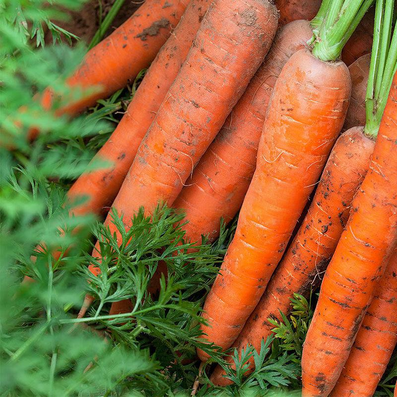 现挖现发当季农家自种新鲜带泥胡萝卜可生吃宝宝辅食煲汤