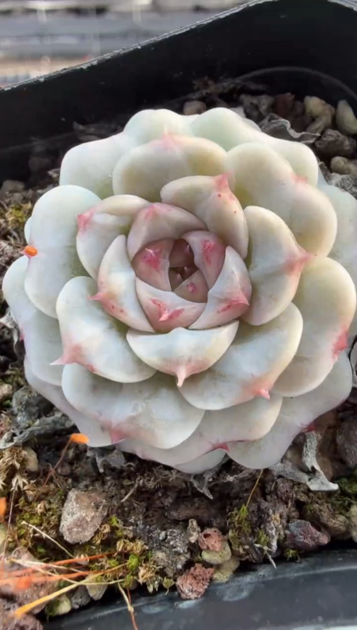 东云多肉园三店-62