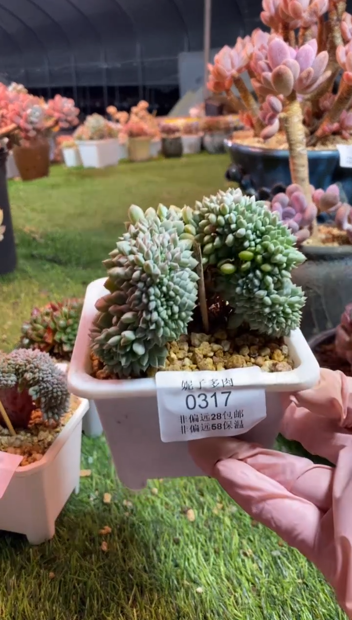 【闪购商品】0317a