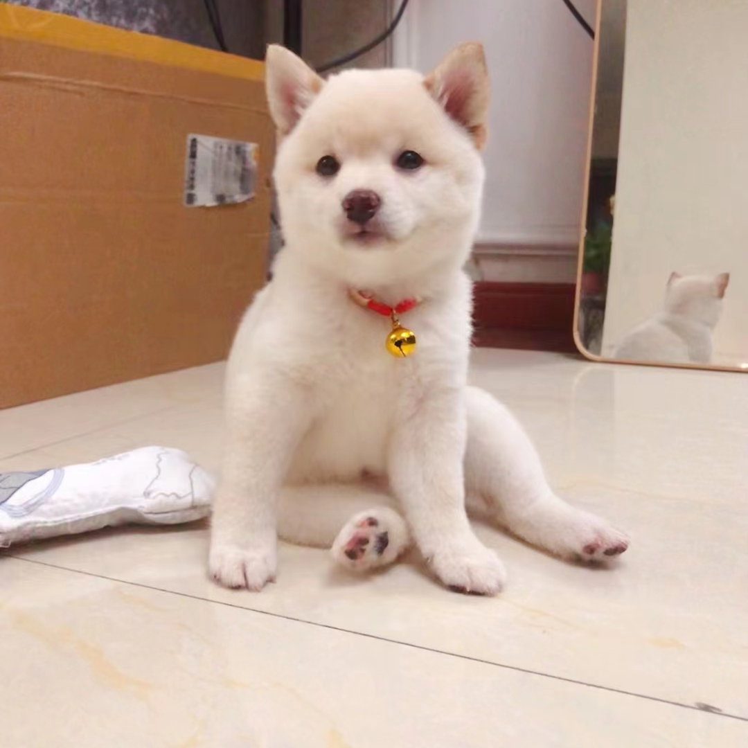 【起蒙犬业】宠物活体链接