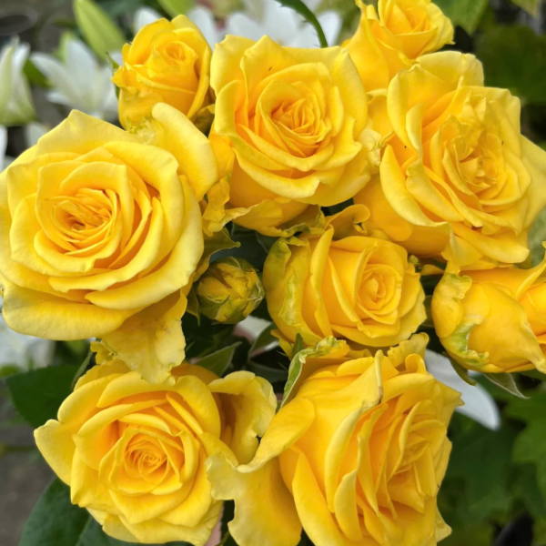 【黄油中苗】四季灌木