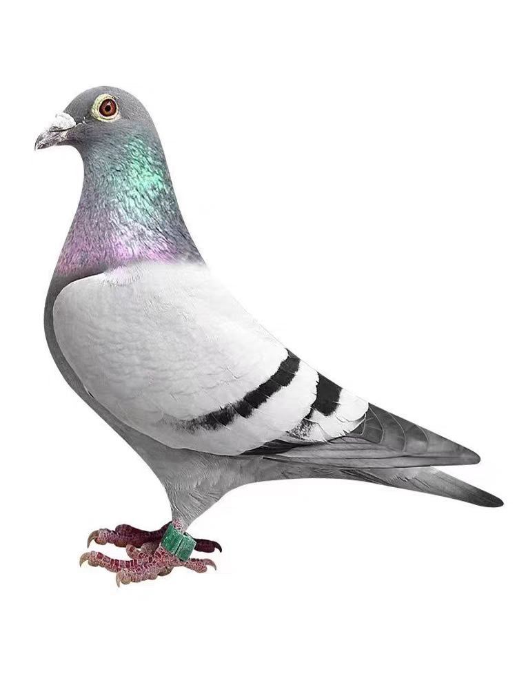 成绩种鸽公棚血统种鸽比利时愿环