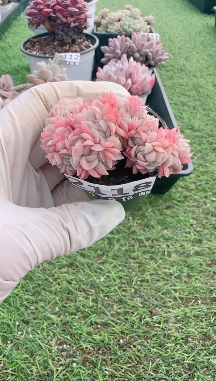 【闪购商品】信服多肉一物一拍