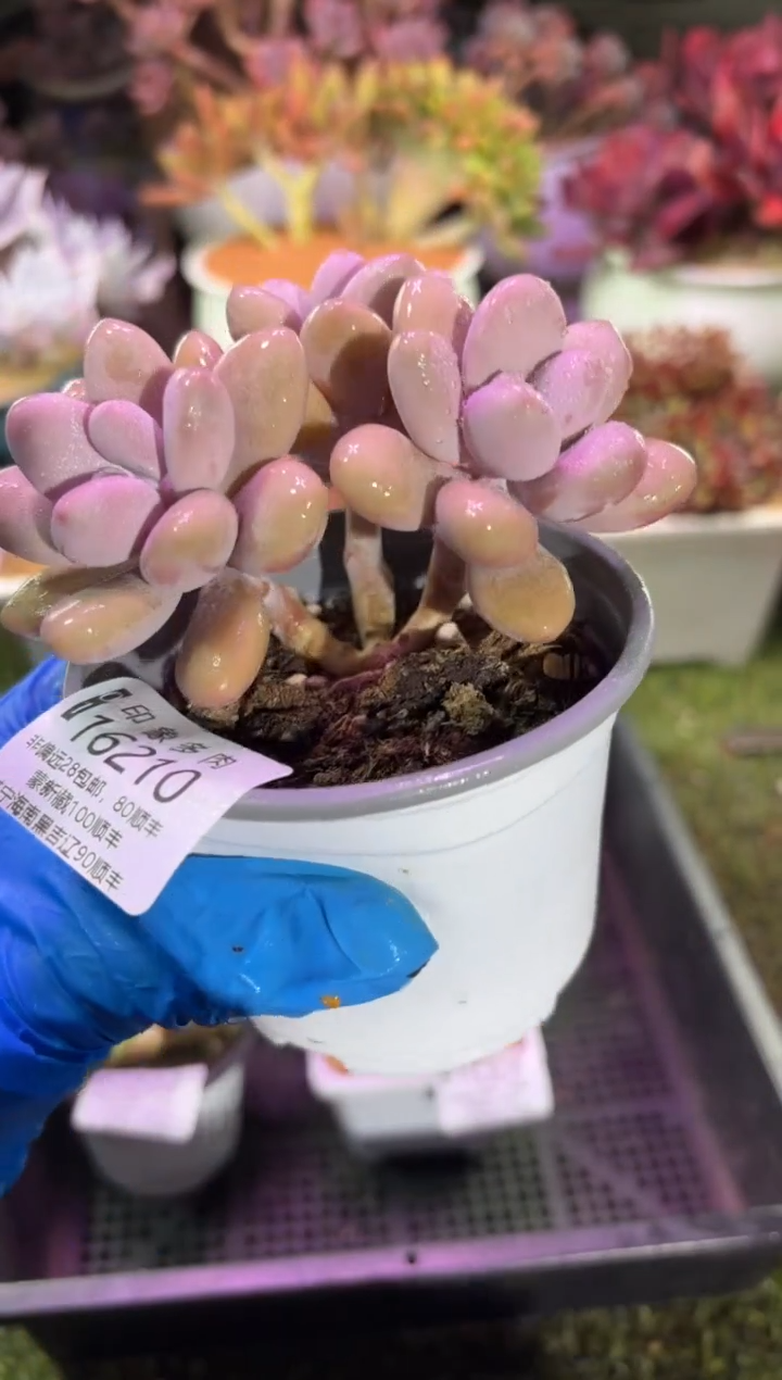 【闪购商品】16210