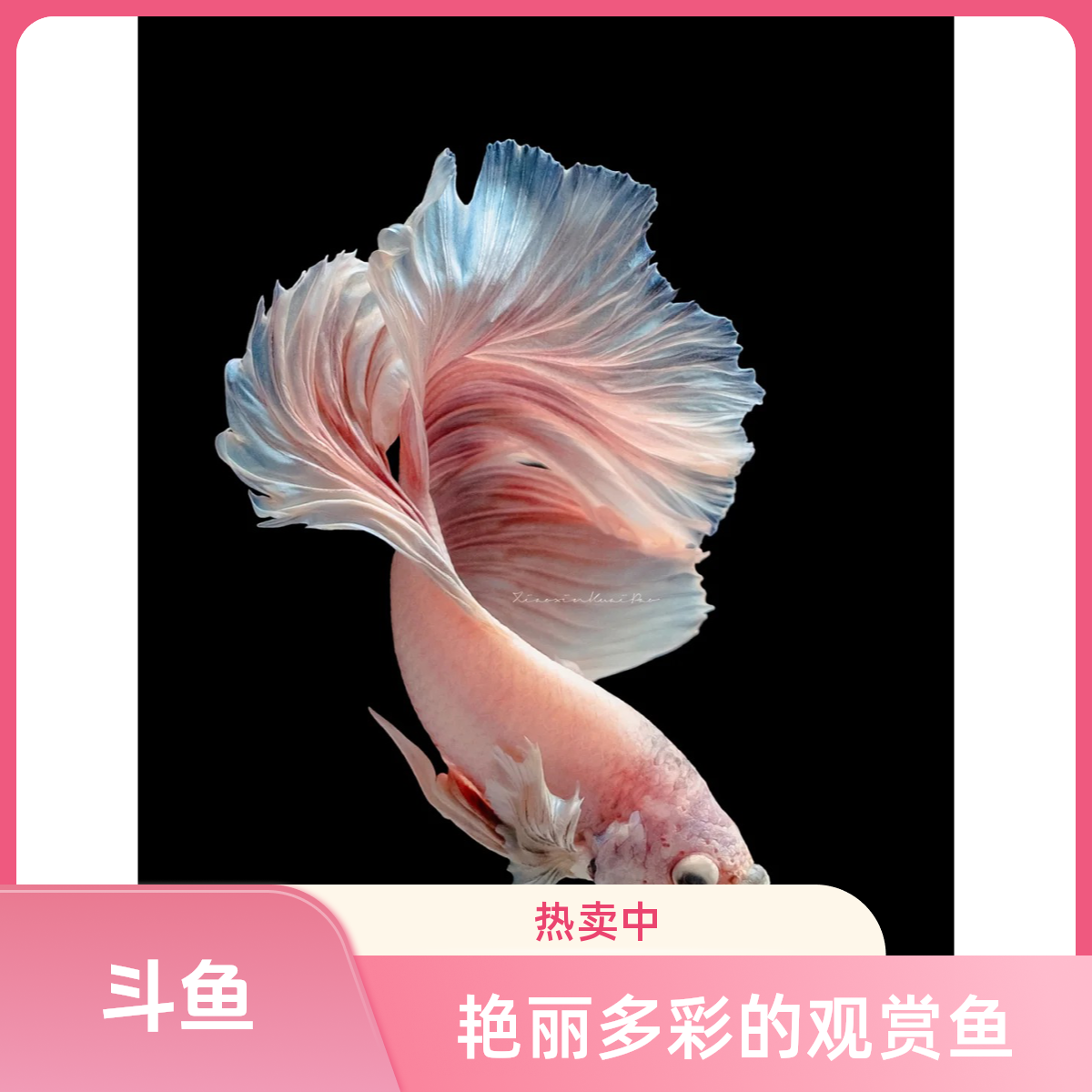 斗鱼小型热带观赏鱼