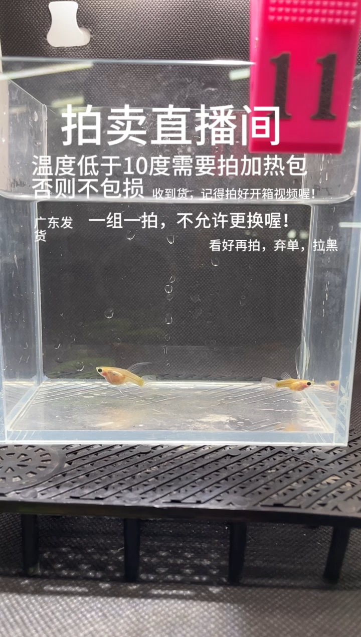孔雀鱼黄肉 C   两条  粉色  11  号