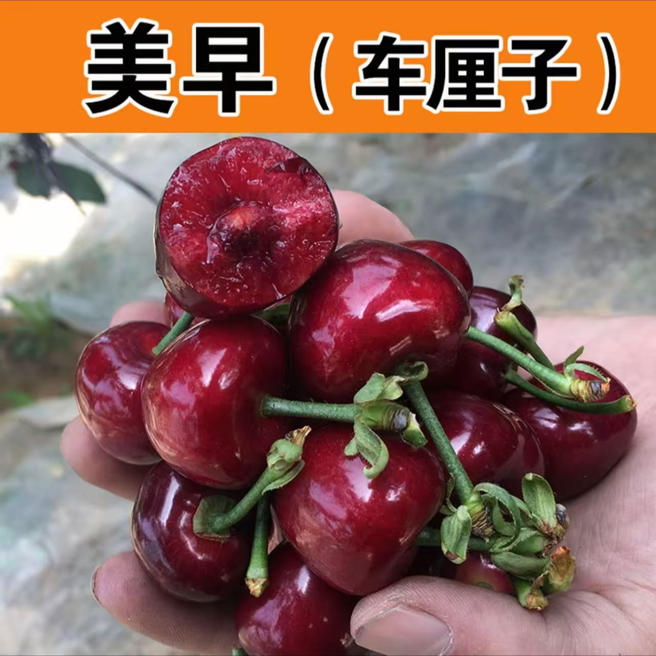 大樱桃车厘子树苗盆栽地栽露天大棚种植南北方嫁接大樱桃车厘子树