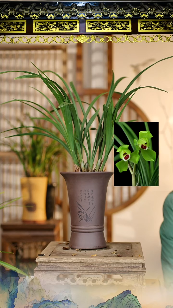 全部花苞春剑大富贵带紫砂盆