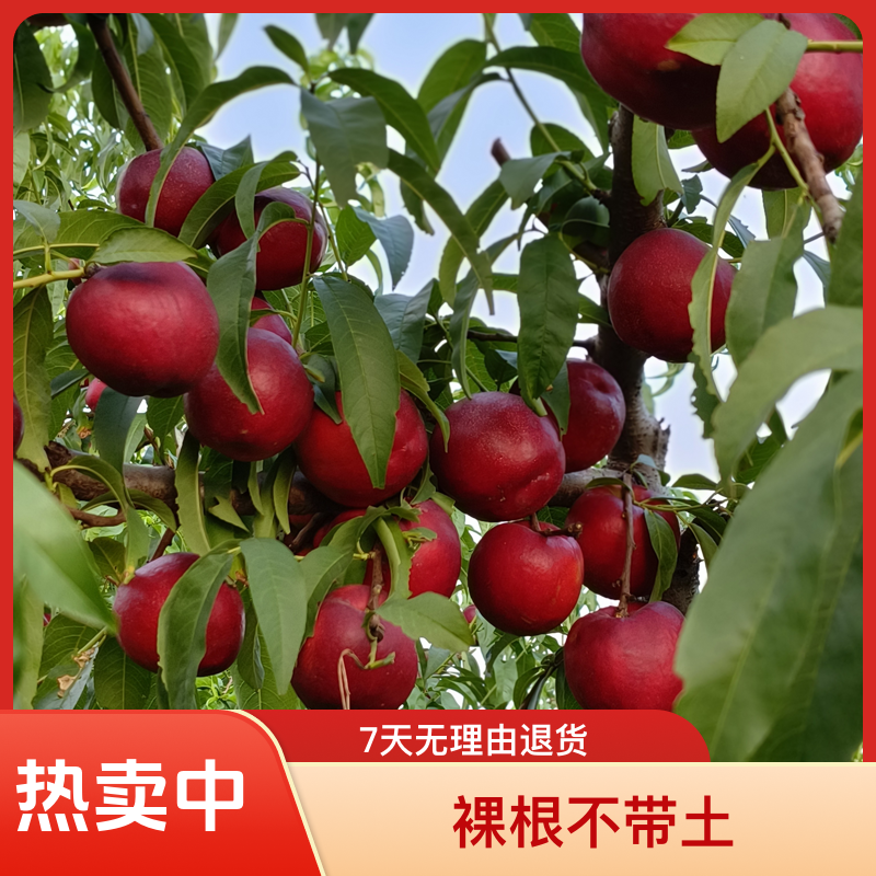 硬溶质油桃金霸油桃大红桃树苗6月25号左右成熟