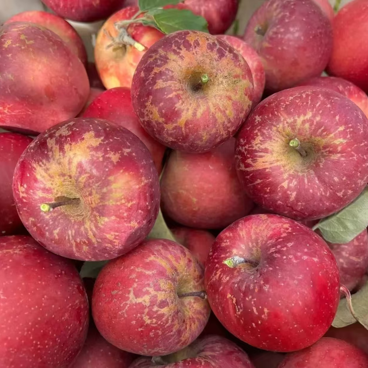 云南昭通冰糖心丑苹果
