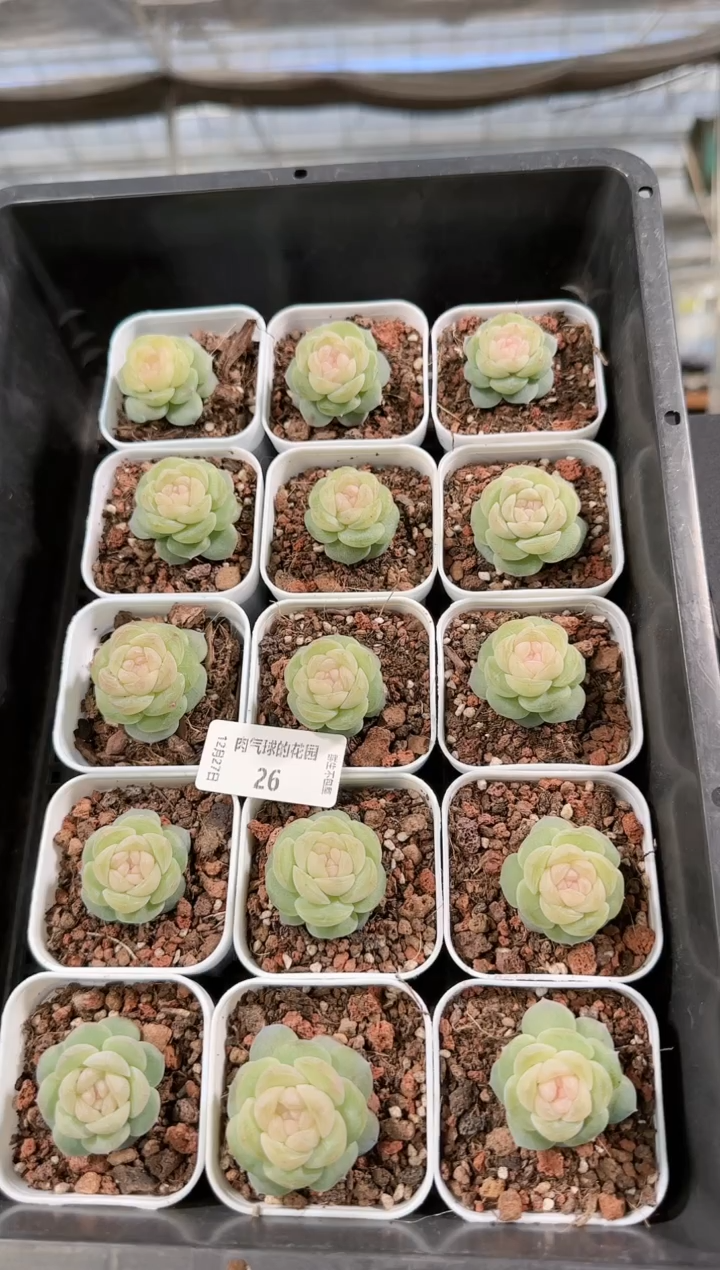  1227-26星月多肉量拍任意发一颗群生不包整