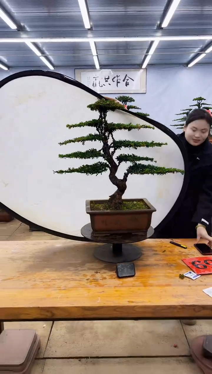 【闪购商品】高端盆景一物一拍，所见即所得