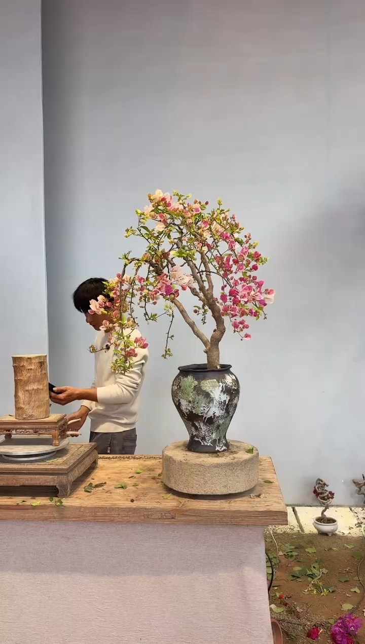 以实际为准三角梅26