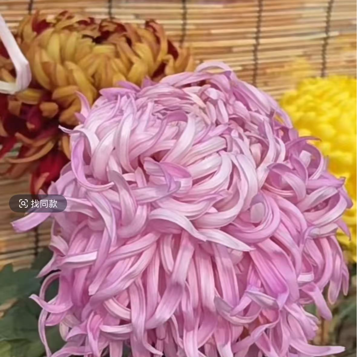 【盘龙盛景】菊花盆栽带花苞发货大花特色花卉绿植