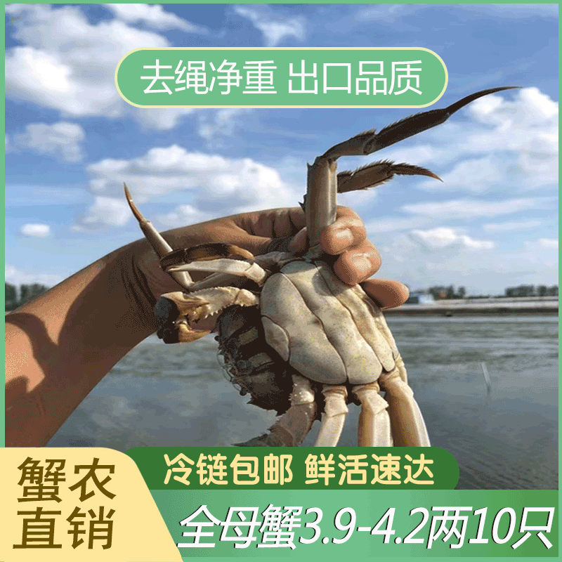 【活蟹贵妃母】江苏大闸蟹母蟹3.5-3.8两6/8/10只鲜活现货螃蟹礼盒