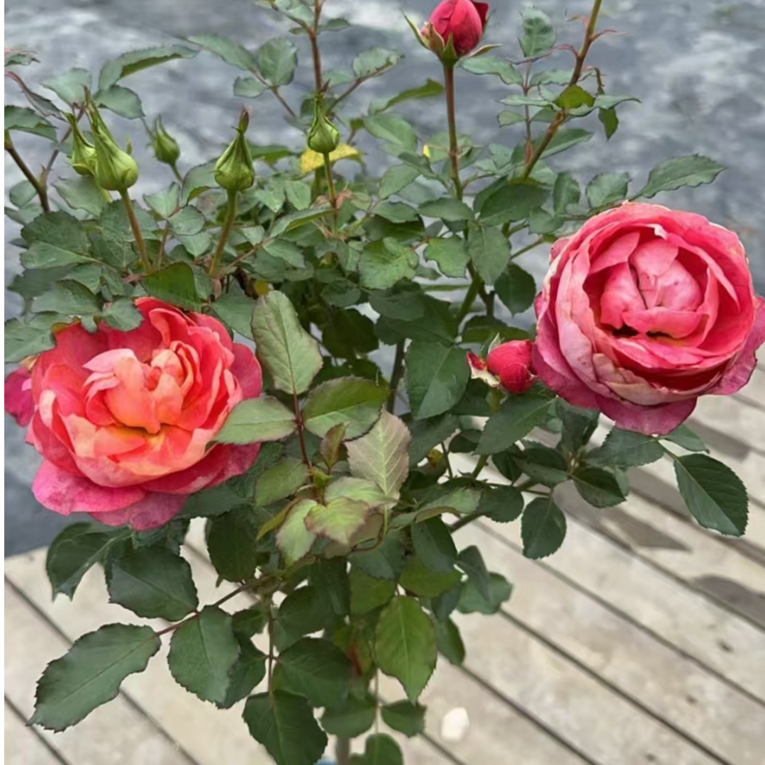 月光美人棒棒糖一加仑带盆带土发货