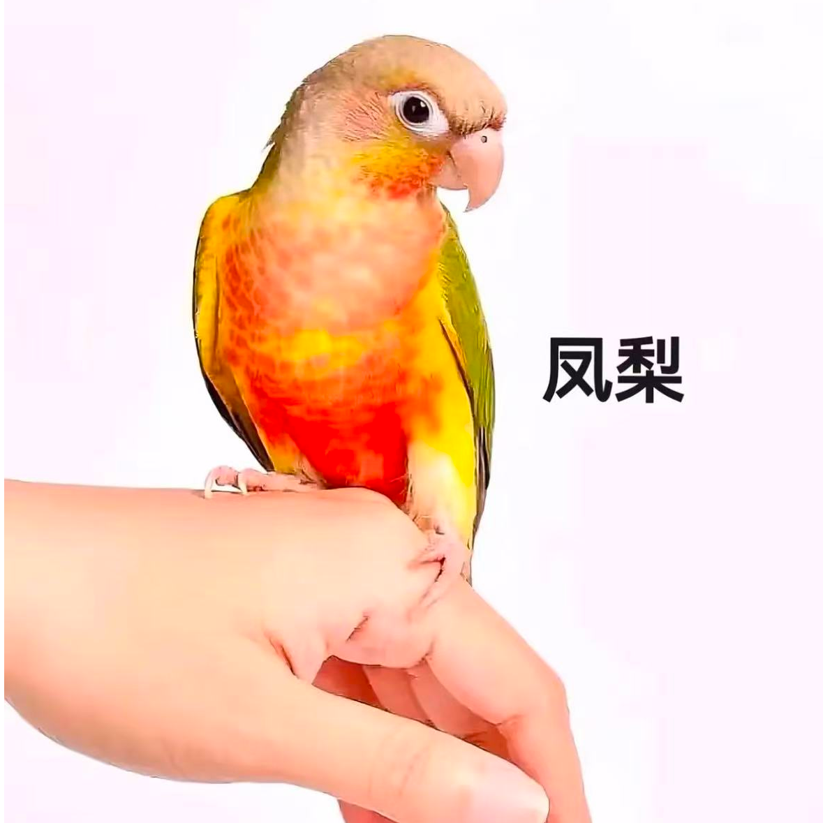 手养亲人可教说话鹦鹉活体幼鸟可爱萌宠