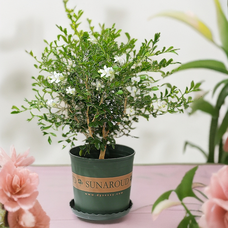 【老桩】九里香盆栽室内植物好养办公桌基地绿植客厅原土造景时间