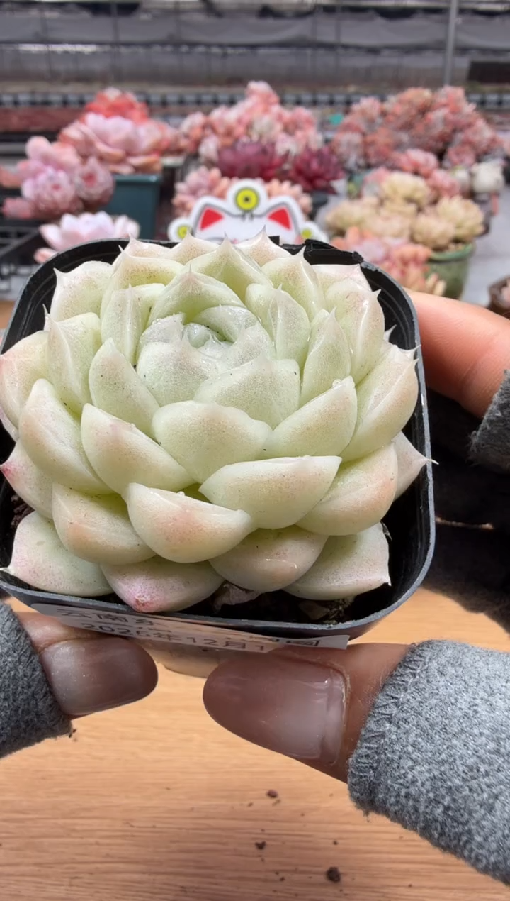 东云多肉园二店-48