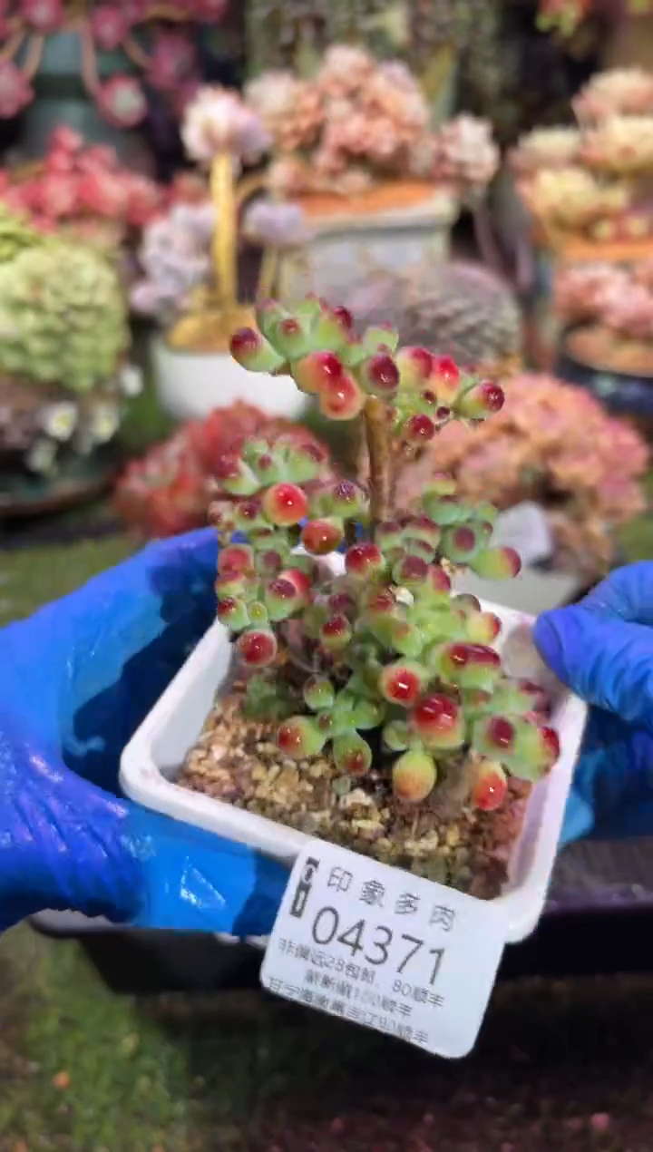 【闪购商品】04371