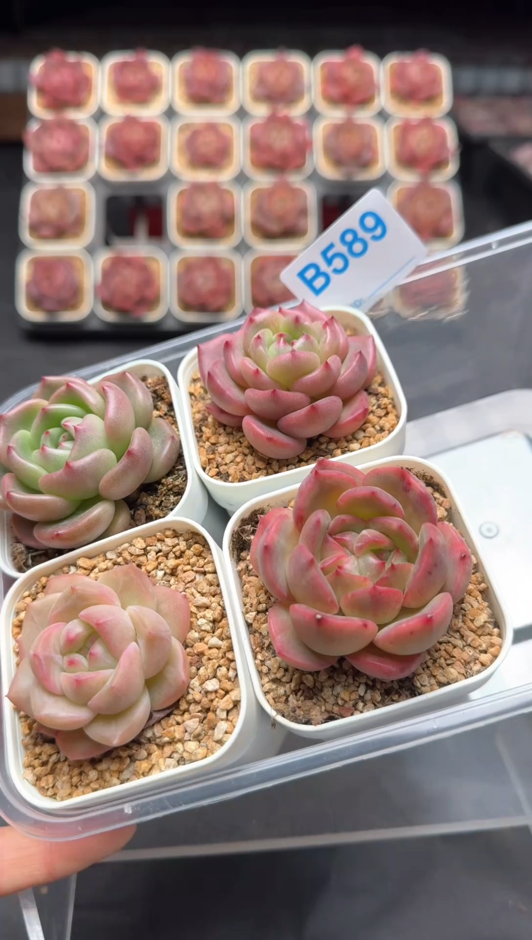 【闪购商品】589号一物一拍4-7cm包邮4颗