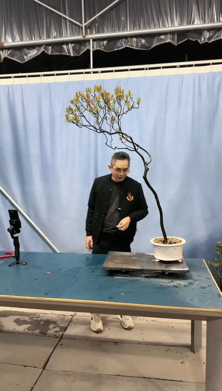 【闪购商品】盆景春花