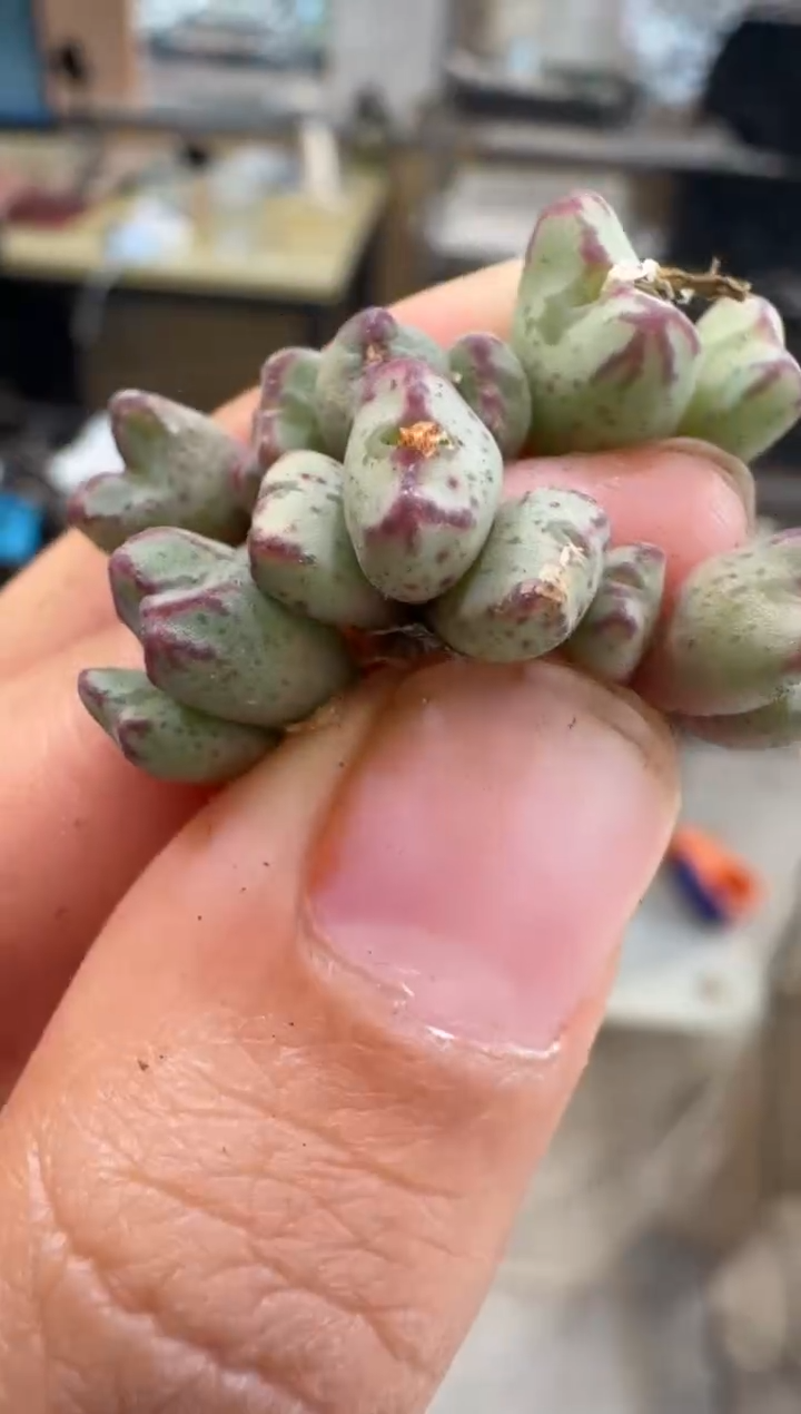5-125多肉植物肉锥龙姬杂交一颗