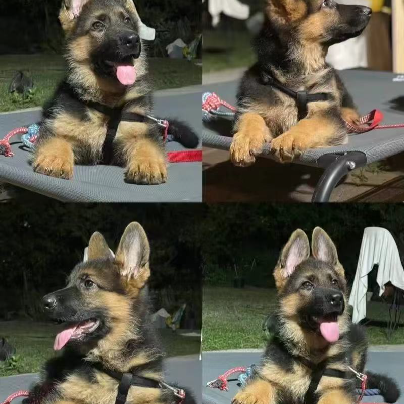 牧羊犬幼犬成犬宠物狗看家护院大型犬