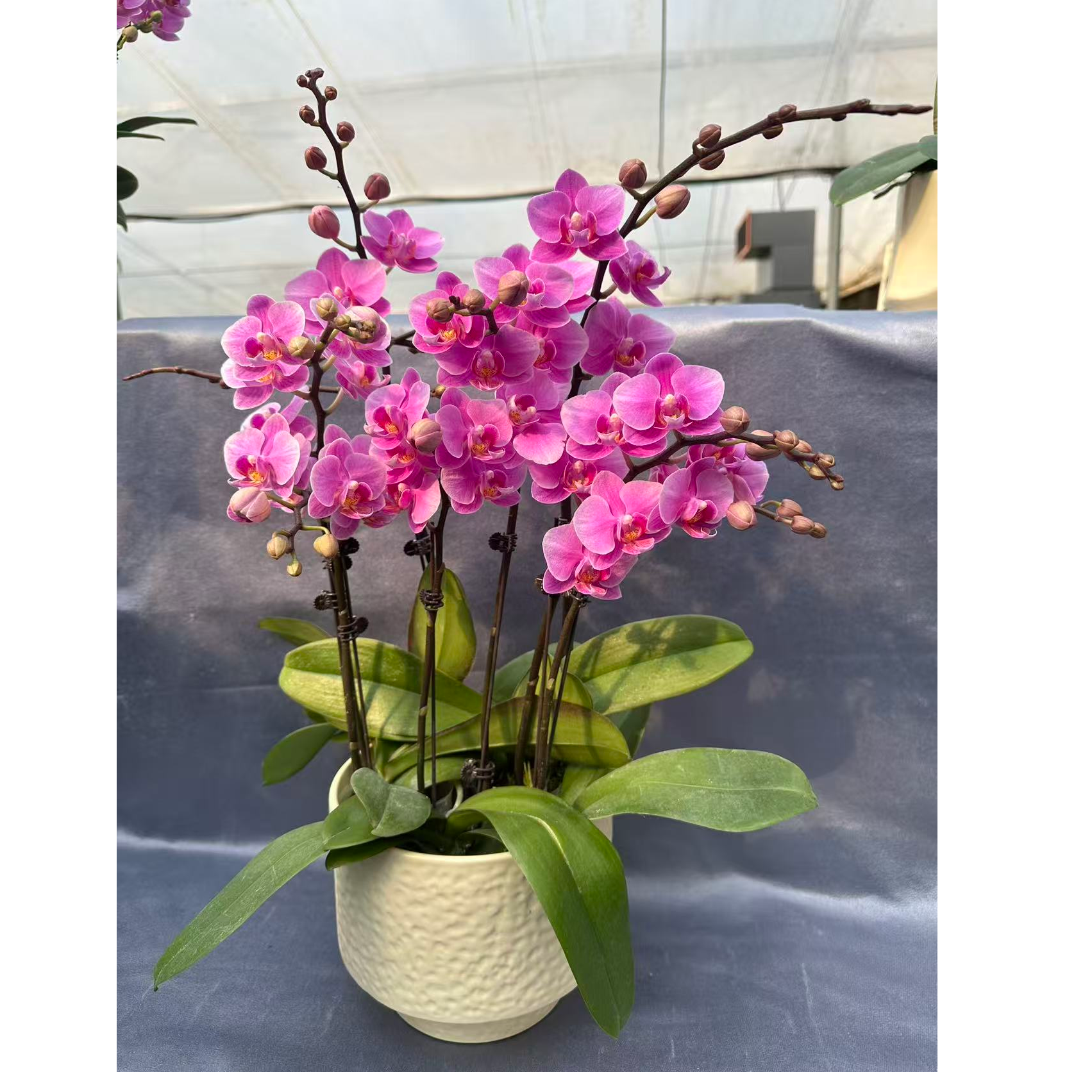 高品质蝴蝶兰年宵花（紫霞仙子）桌面室内好养绿植花卉盆栽