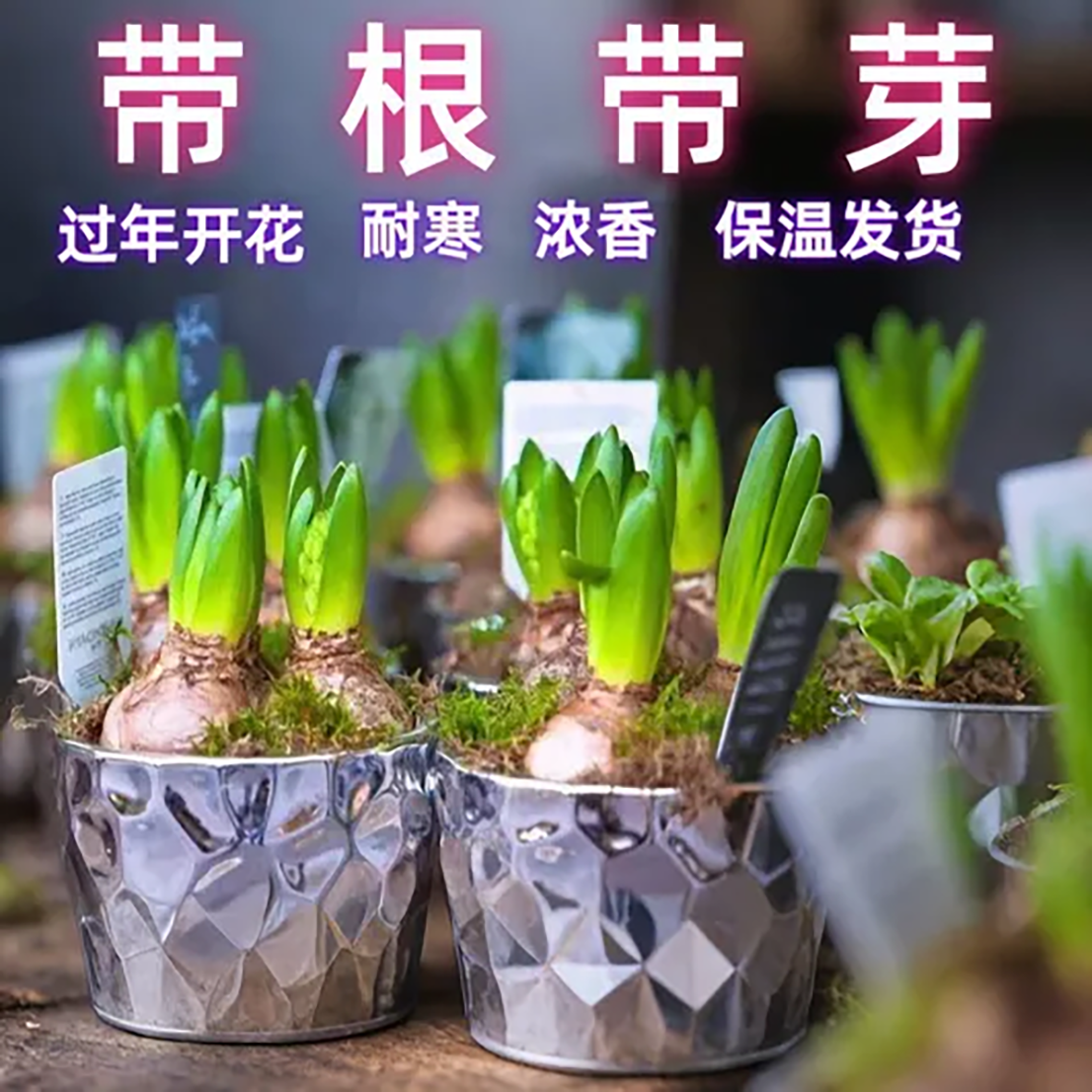 【拍1发3】风信子种球耐寒冬天开花浓香好养