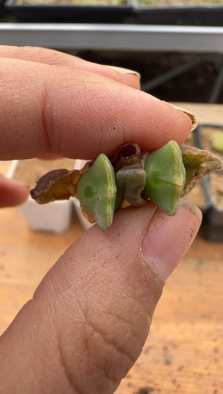 【闪购商品】18-63