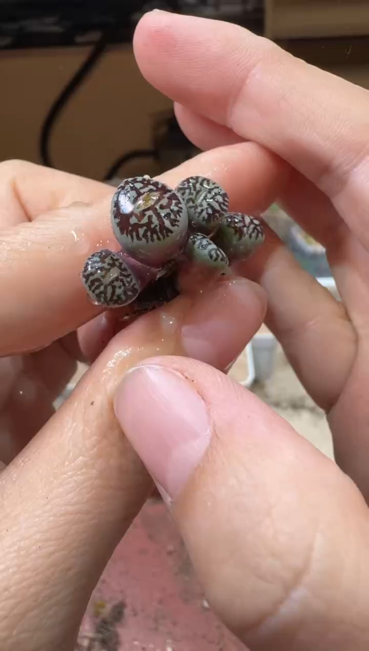 20-317多肉植物肉锥