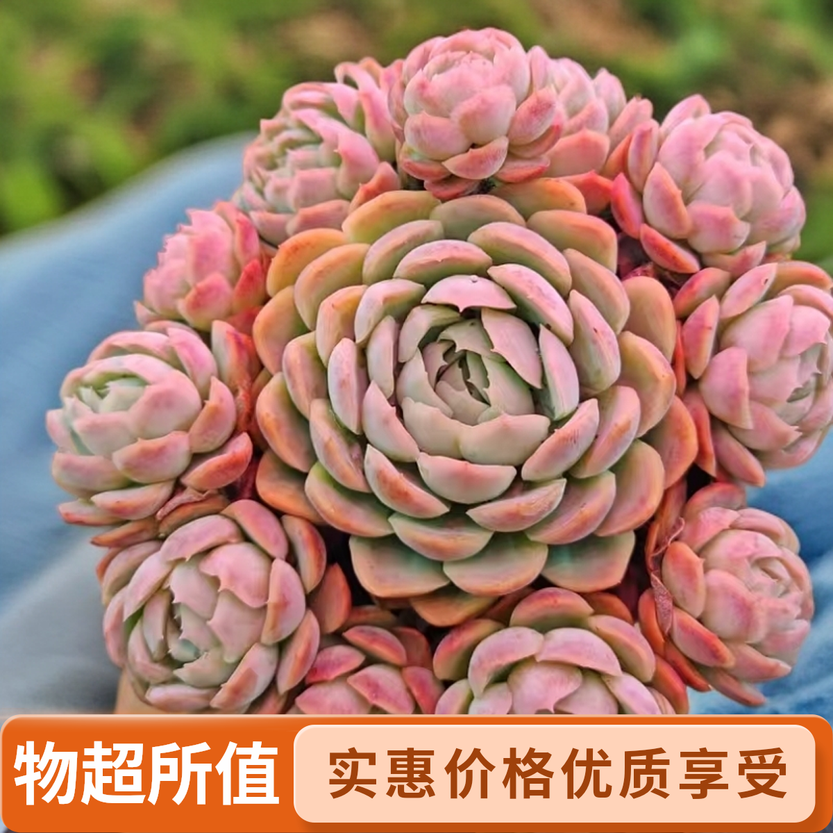 顺悠（满9.9包邮）带奶油香味贝瑞多肉植物脱土发