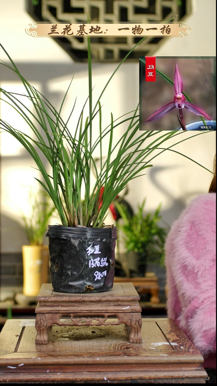 完全开放春兰红豆