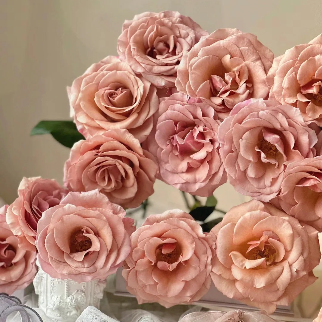 【基地新品】莫泊单头玫瑰#玫瑰#鲜花#高级复古#居家鲜花#基地直发