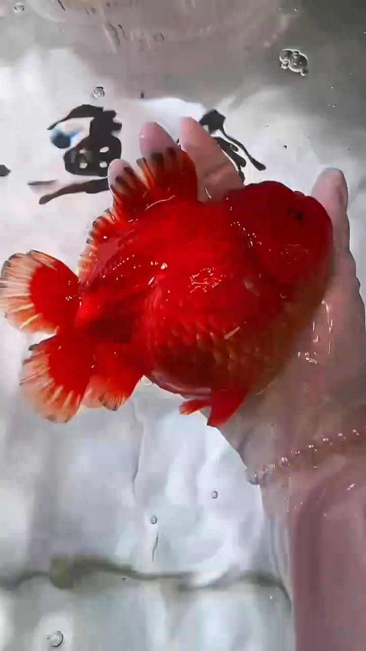 金鱼金鱼精品泰狮一条以直播间为准