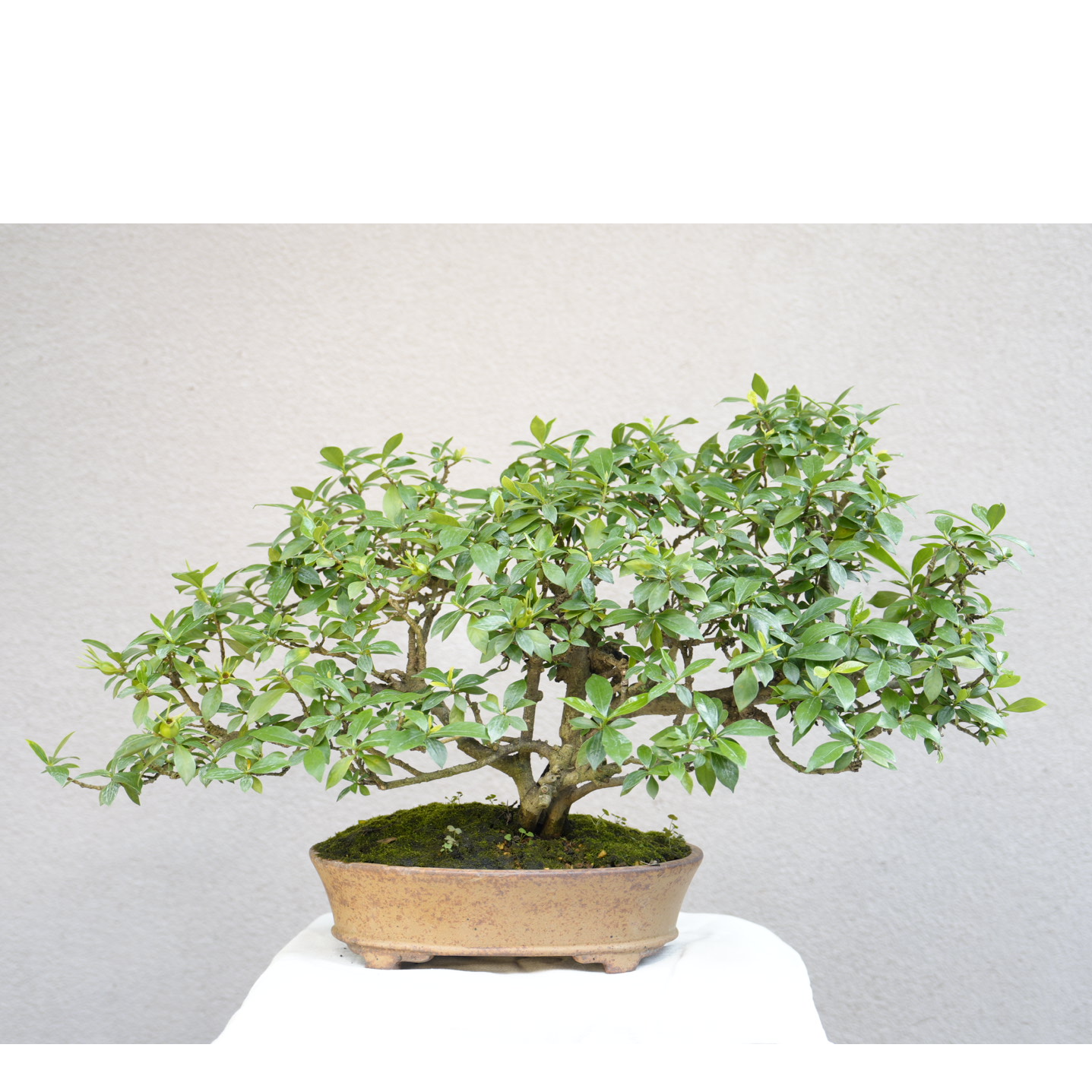 【美美精选】栀子花/老桩/精选盆景