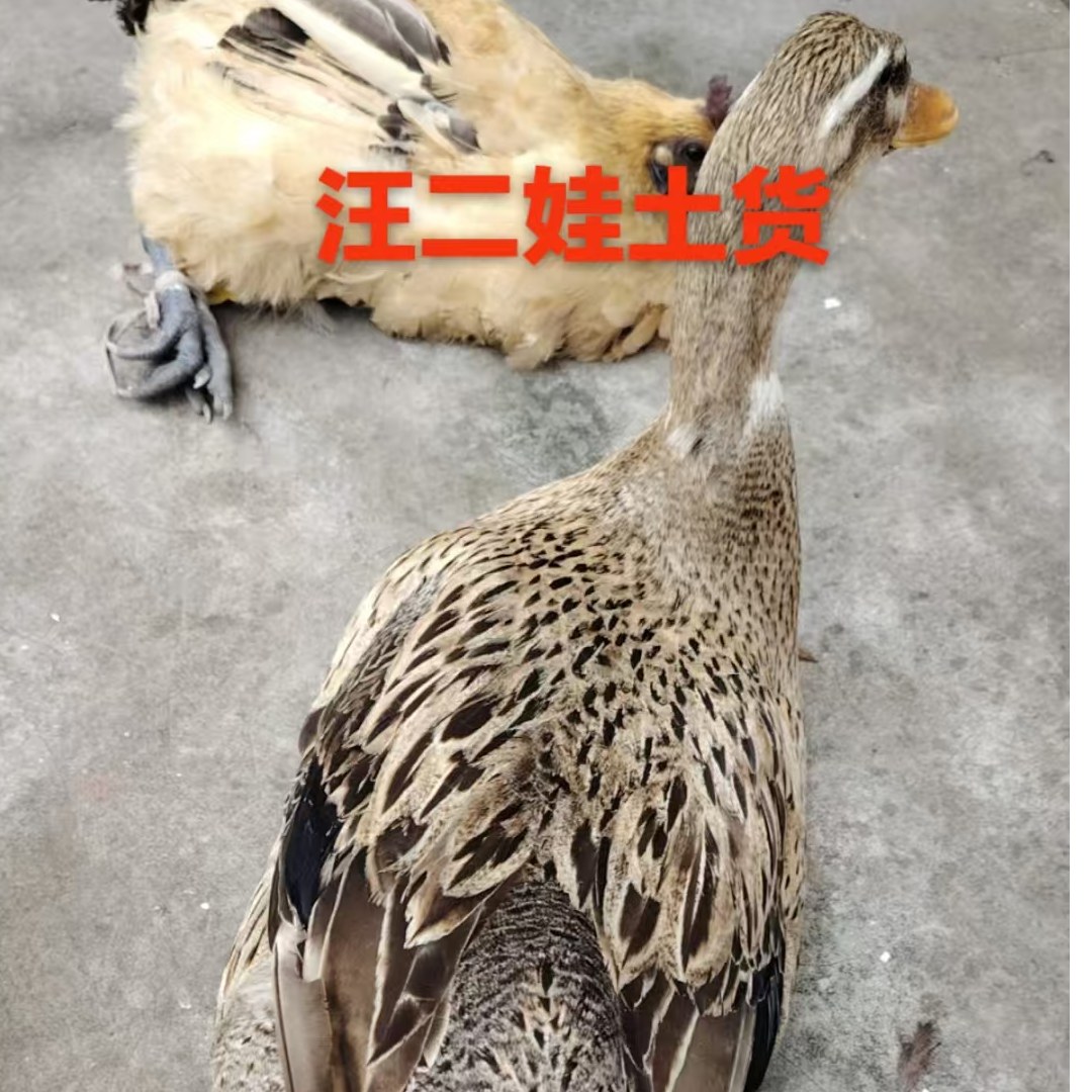 正宗农户散养3年水田土麻鸭鸭肉同城配
