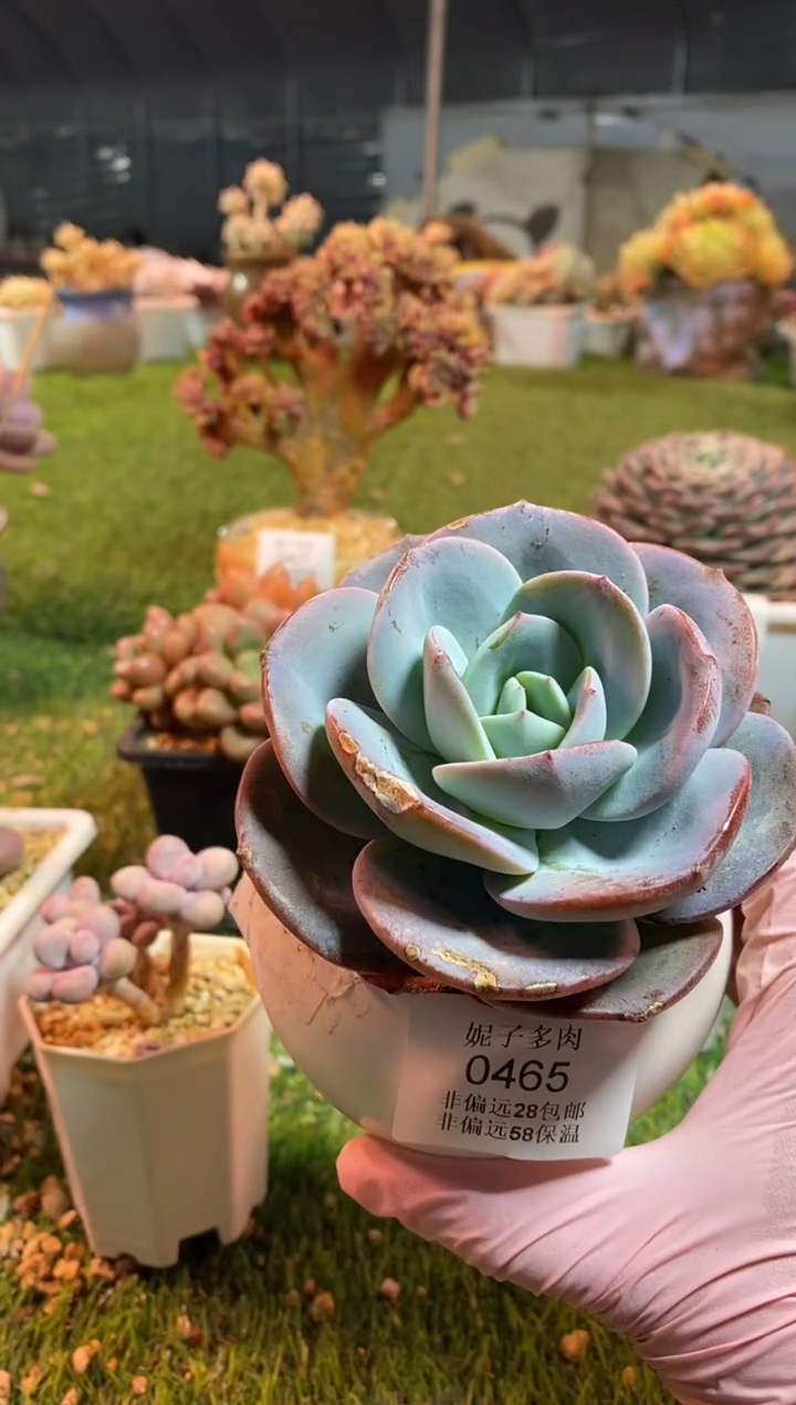 【闪购商品】0465a