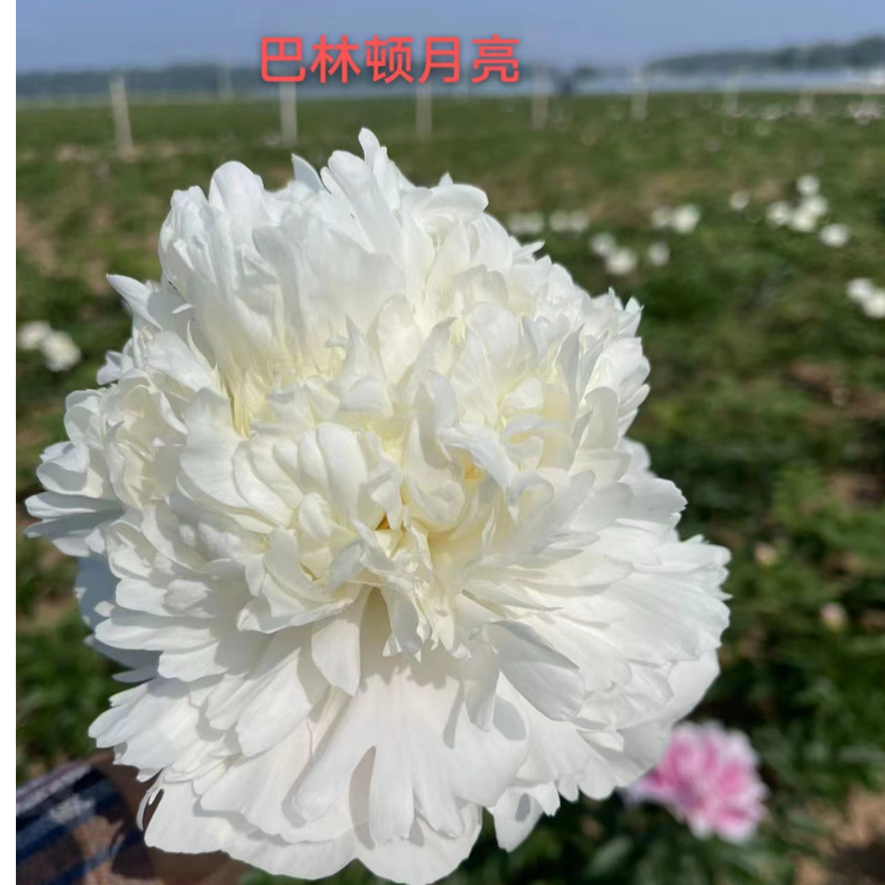 菏泽正宗观赏进口芍药白色系浓香型巴林顿月亮庭院盆栽耐寒耐旱