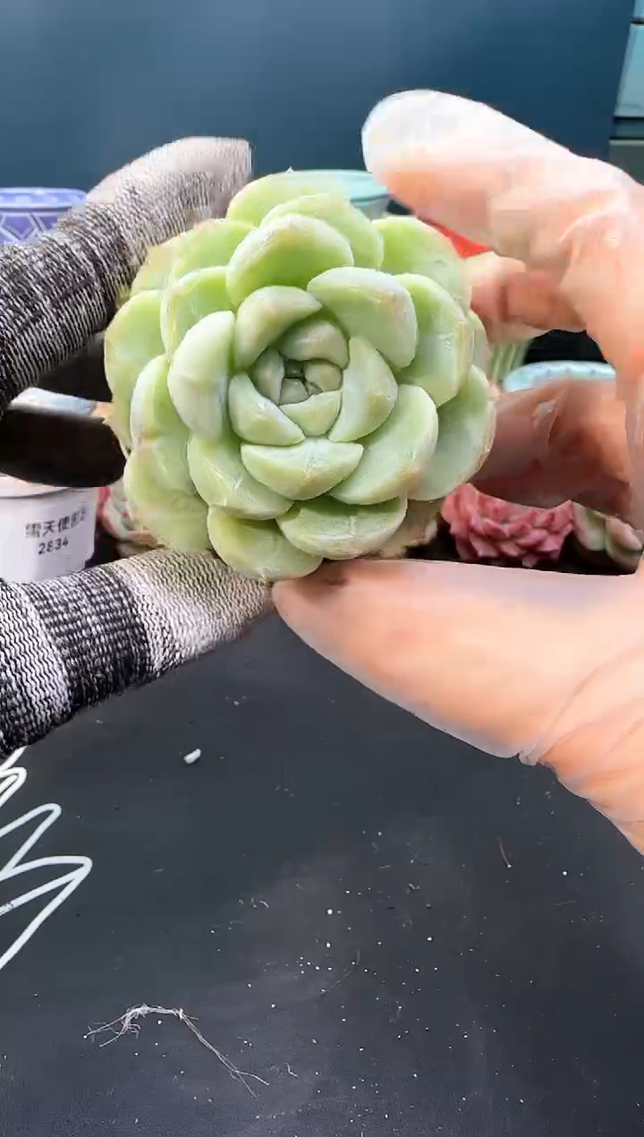 2 835 舒月   （冠幅6. 5 cm）