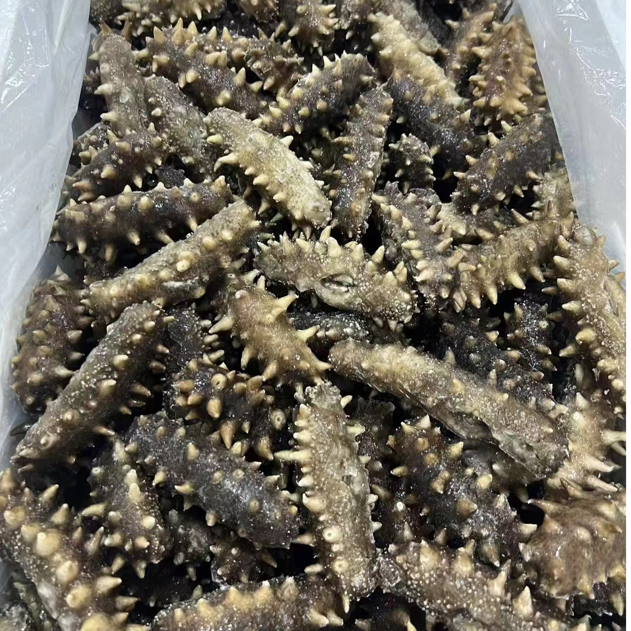 大连海参即食海参9-13头/斤滋补海参优质
