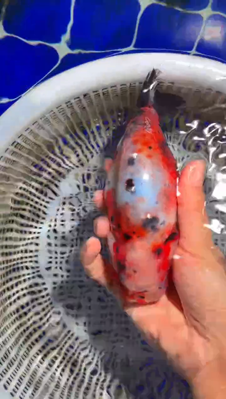 金鱼（运费到付，马印灯下展示）福州追鱼兰寿金鱼