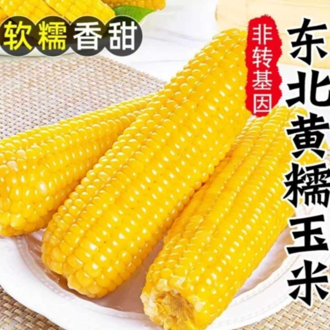 东北头茬黄糯玉米（试吃4大根）整箱12根 软糯香甜糯产地直发8斤