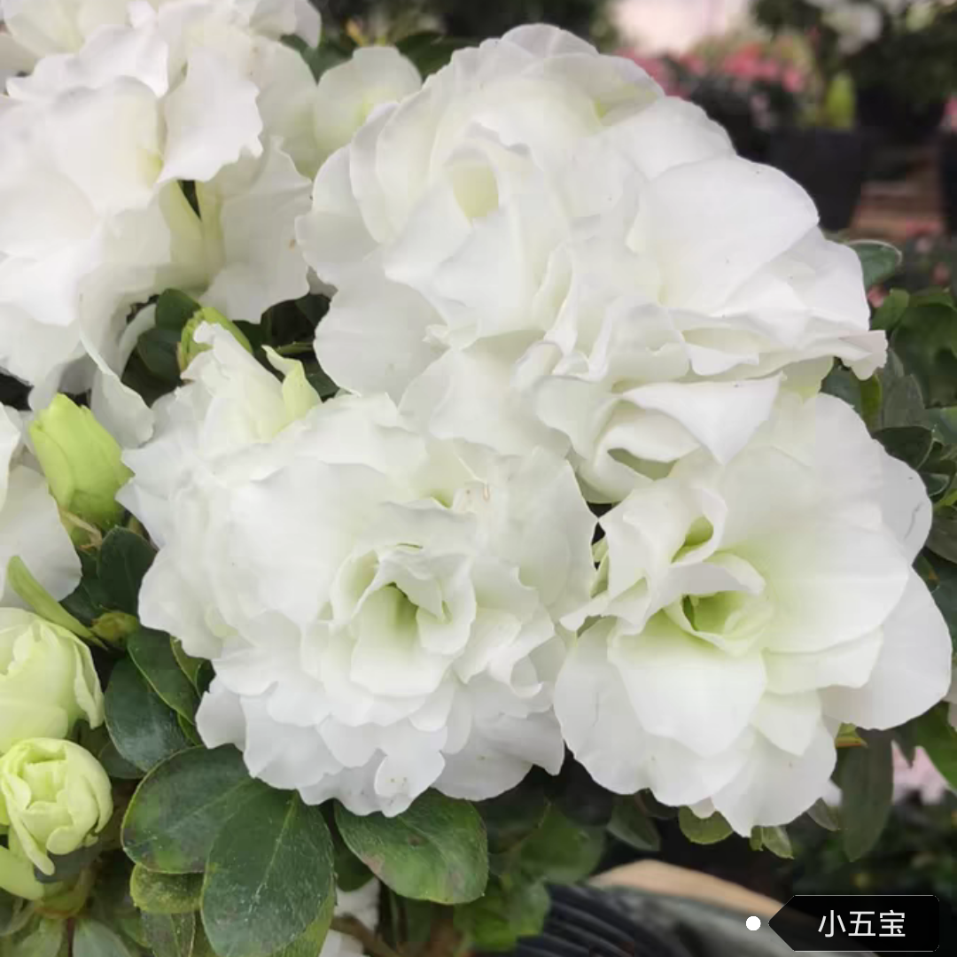 小五宝杜鹃花白色重瓣玫瑰花型单颗原生苗 无花苞
