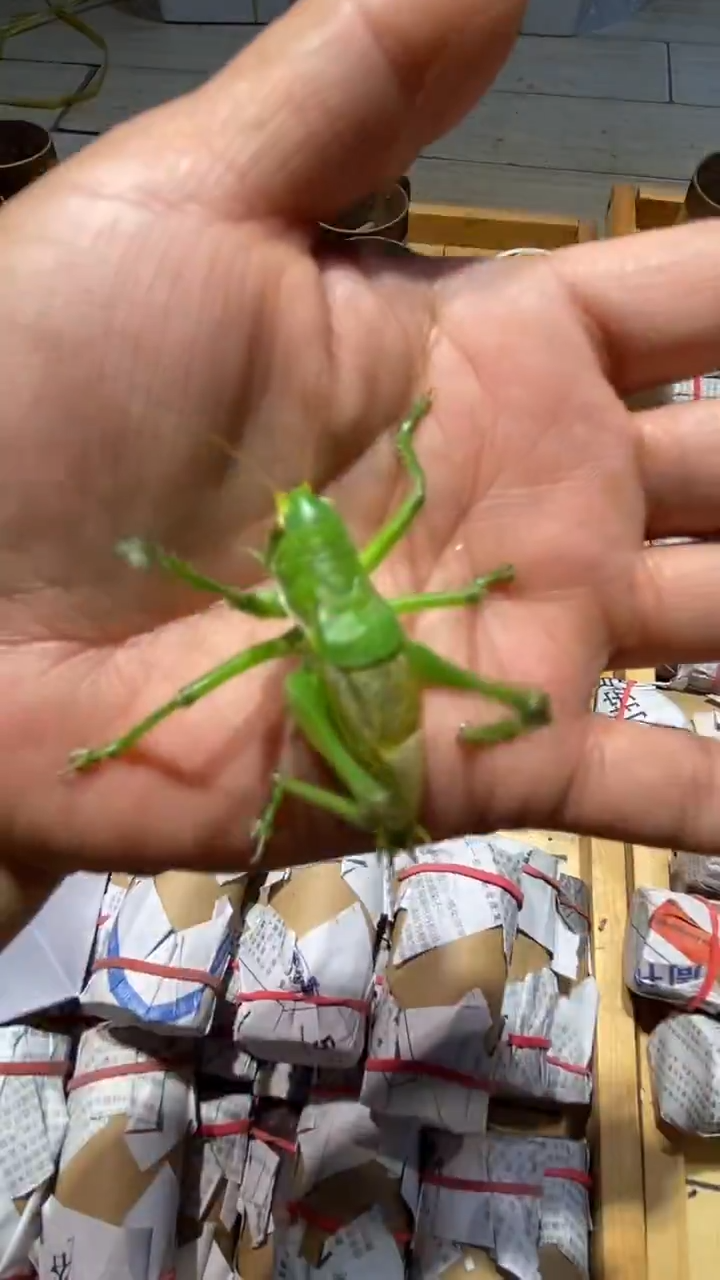 厚**物爬虫蝈蝈爬虫蝈蝈